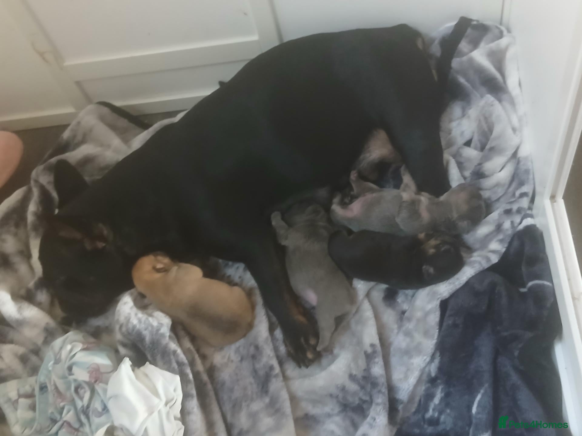 French Bulldog dogs French bulldog puppies  - Advert 1