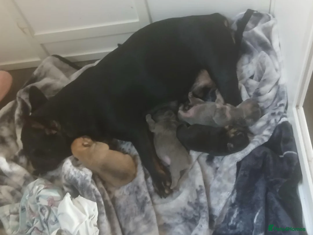 French Bulldog dogs for sale: French bulldog puppies  in Leeds - Advert 1