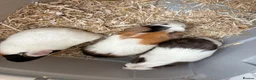 Guinea Pig rodents for sale: Young guinea pigs for sale  - Advert 6