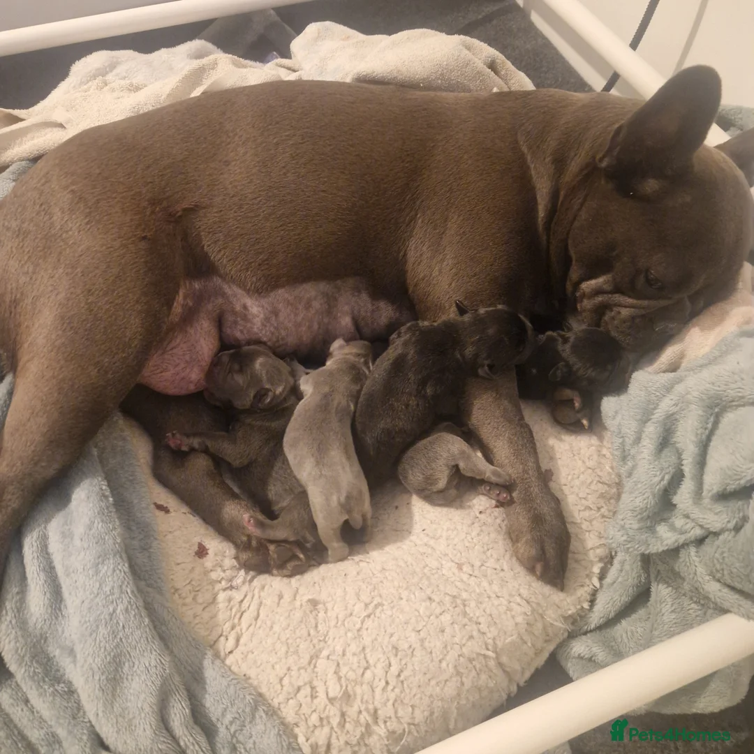 French Bulldog dogs for sale: Gorgeous French Bulldog puppies  in Crieff - Advert 2
