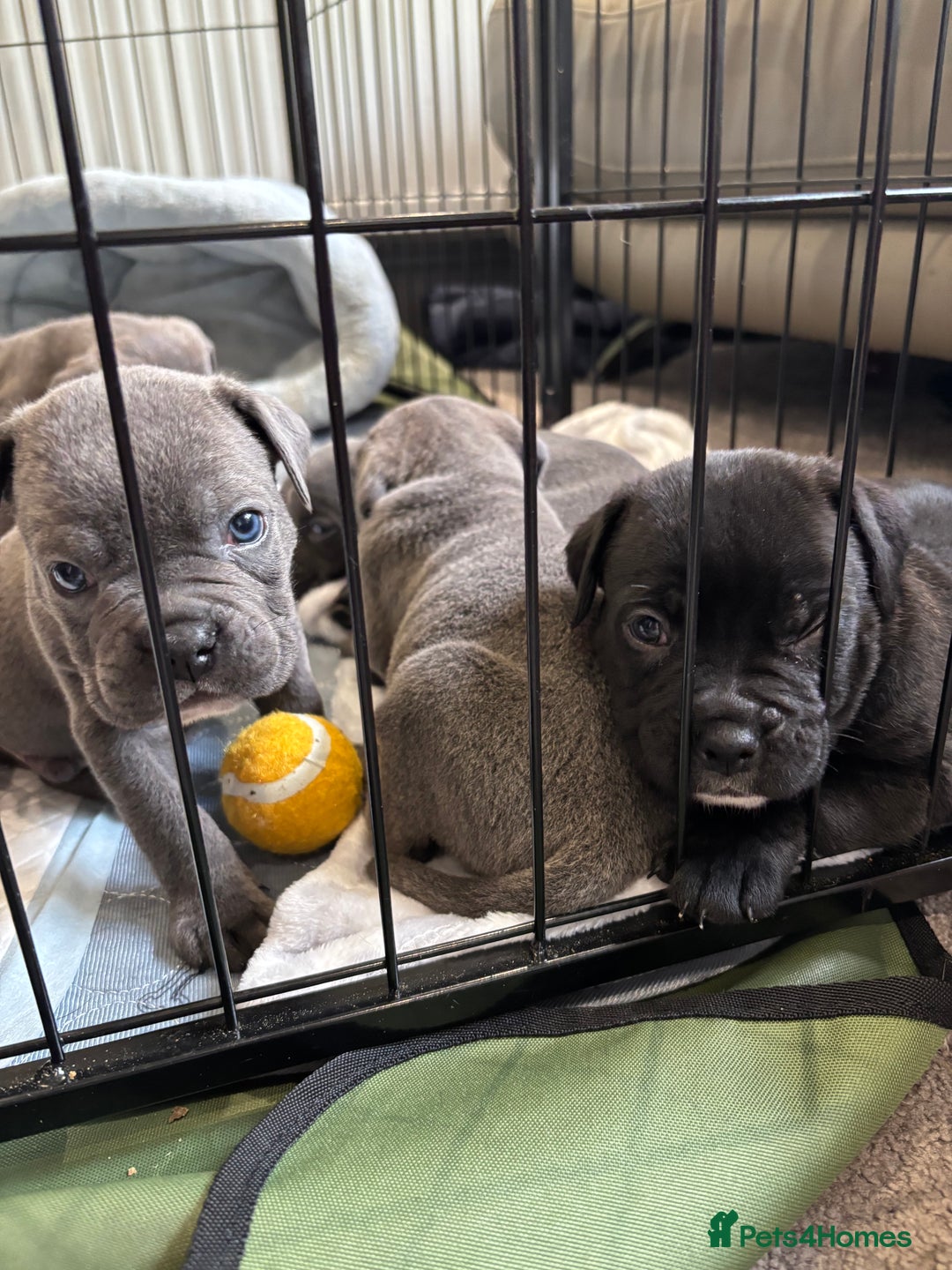 Mixed Breed dogs for sale: canó corso cross british bulldog puppy’s  - Image 32