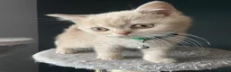 British Shorthair cats for sale: Cream pure  British Shorthair kittens in Portree - Advert 5