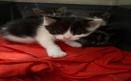 British Shorthair cats for sale: 5 beautiful kittens  - Image 4