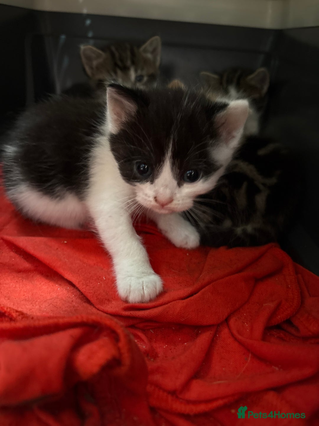 British Shorthair cats for sale: 5 beautiful kittens  - Image 4