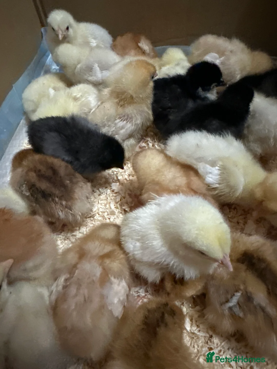 Chickens poultry for sale: Chicken chicks in Dewsbury - Advert 4