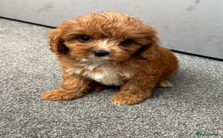Cavapoo dogs - Advert 5