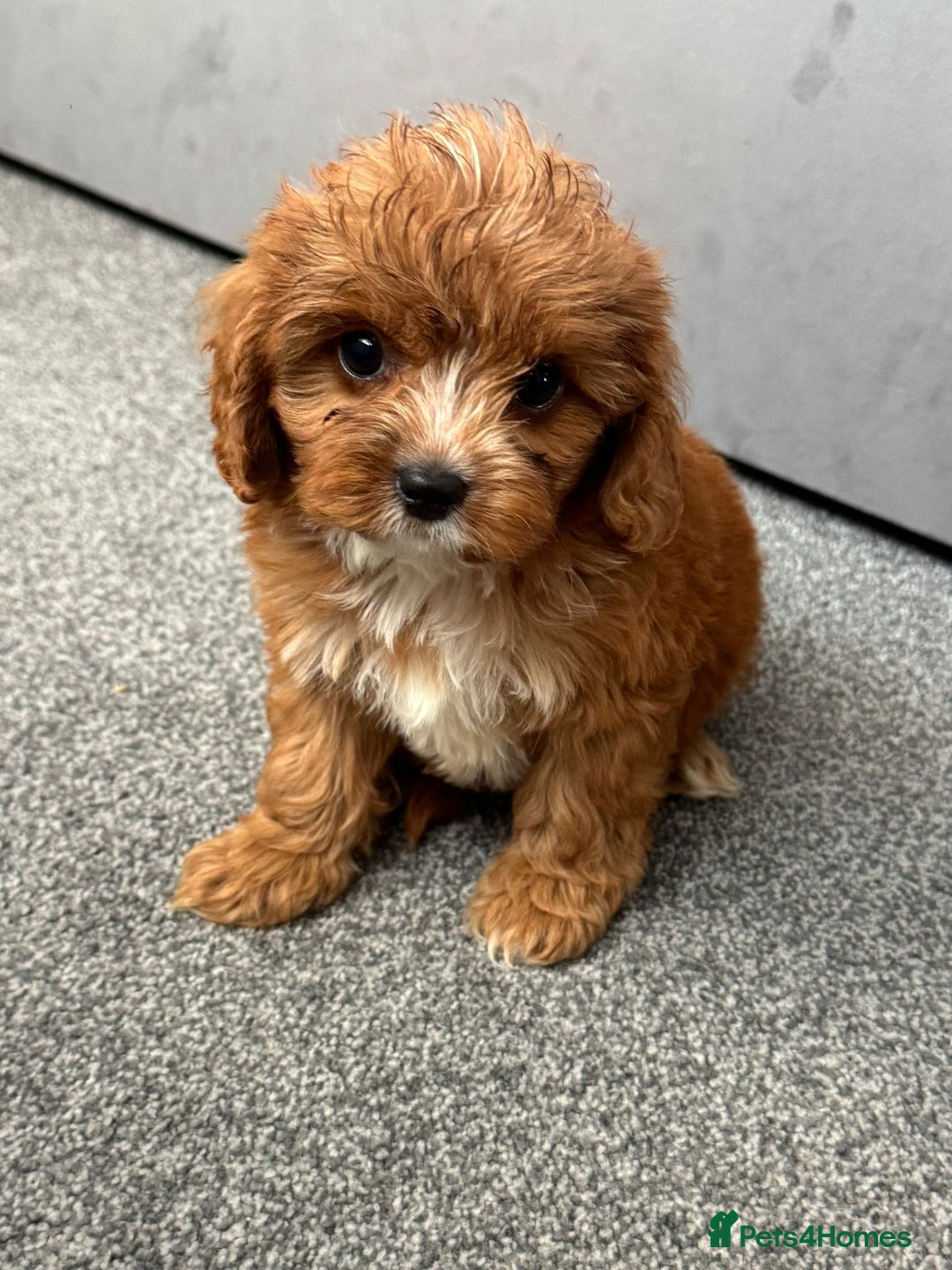 Cavapoo dogs for sale: Stunning F1 Cavapoos kc reg parents  - Image 2