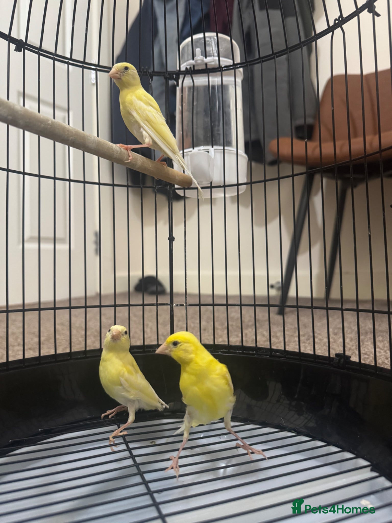 Canaries birds 3 yellow canaries /read the description - Advert 1