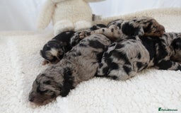 Sheepadoodle dogs for sale: Mini Sheepadoodle the wait is over!  - Image 17