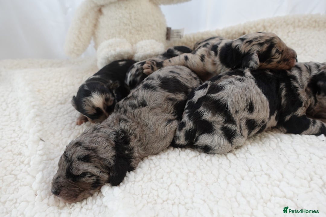 Sheepadoodle dogs for sale: Mini Sheepadoodle the wait is over!  - Image 17