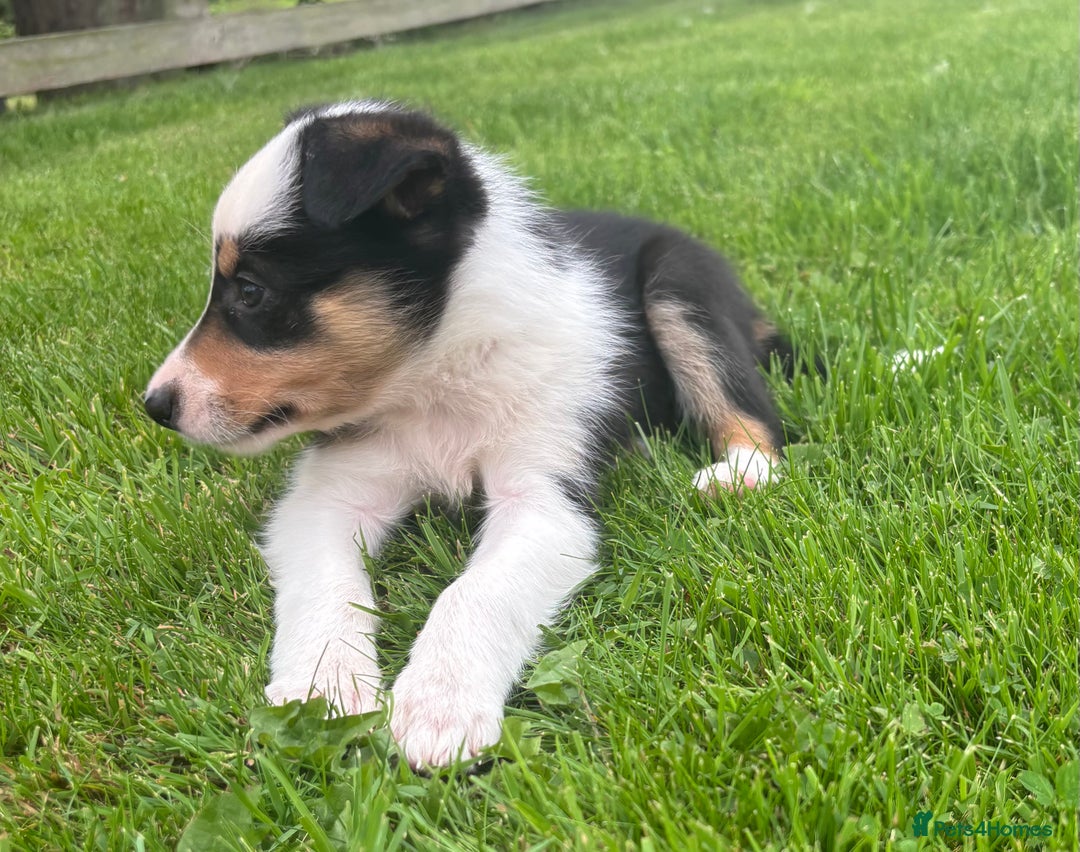 Border Collie dogs for sale: Beautiful Border Collie pups for sale  - Image 8