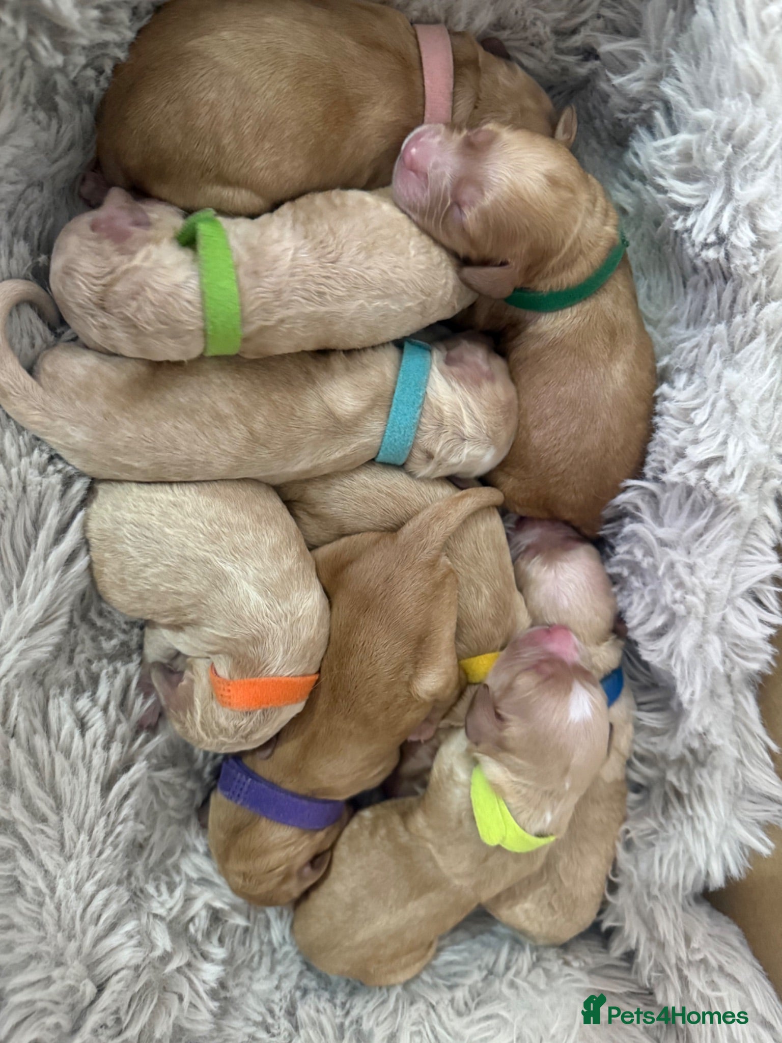 Cockapoo dogs ✨ Exceptional F2 Miniature Cockapoo Puppies ✨ - Advert 14