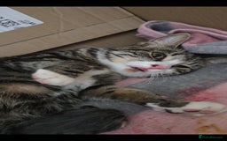 Mixed Breed cats for sale: Mixed kittens  - Image 1