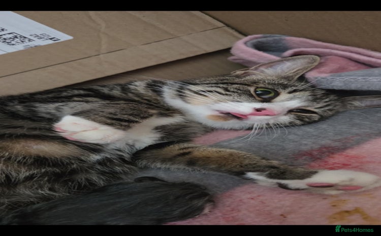 Mixed Breed cats - Advert 1