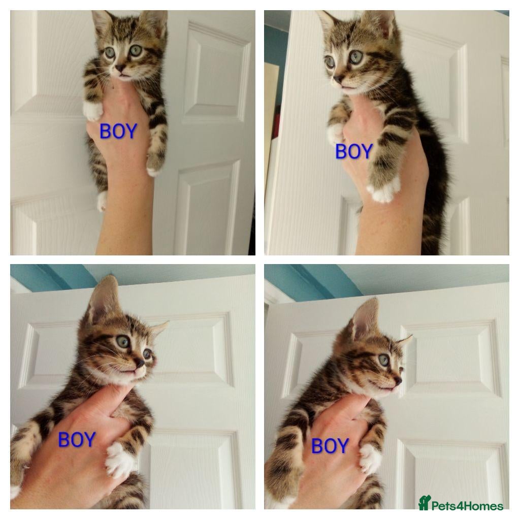 Mixed Breed cats Bengal x British shorthair kittens  - Advert 8