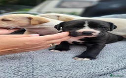 Mixed Breed dogs for sale: Ready to collect – Cane Corso puppies  - Image 27