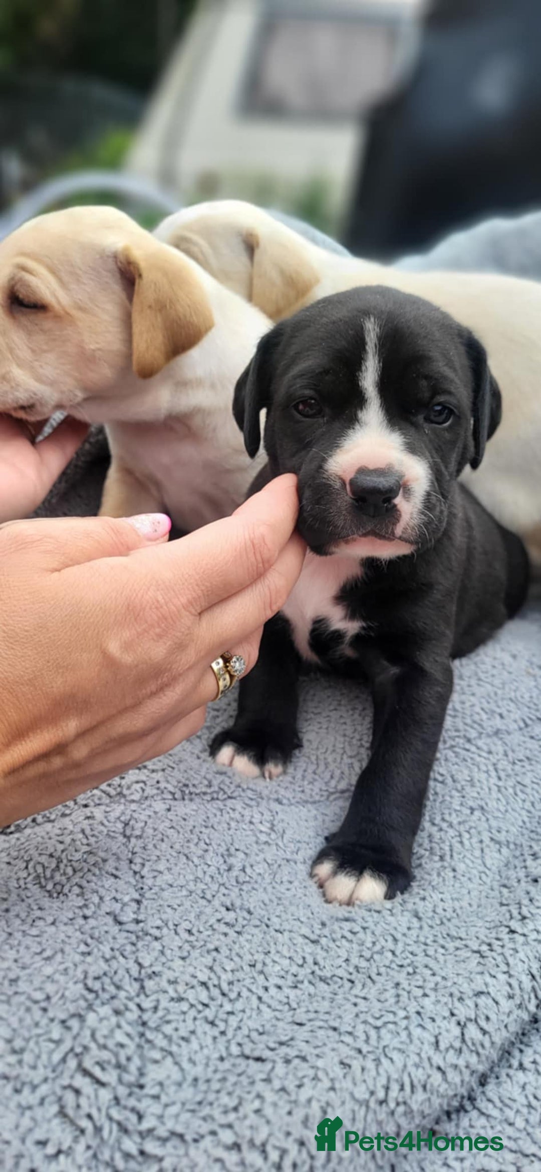 Mixed Breed dogs for sale: Ready to collect – Cane Corso puppies  - Image 27