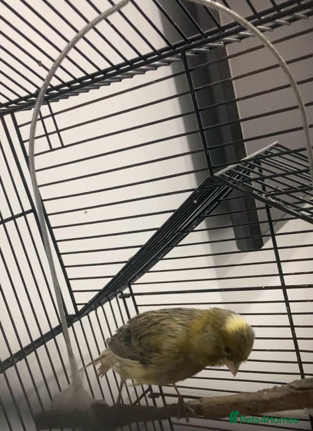 Canaries birds for sale: Canaries  - Advert 4