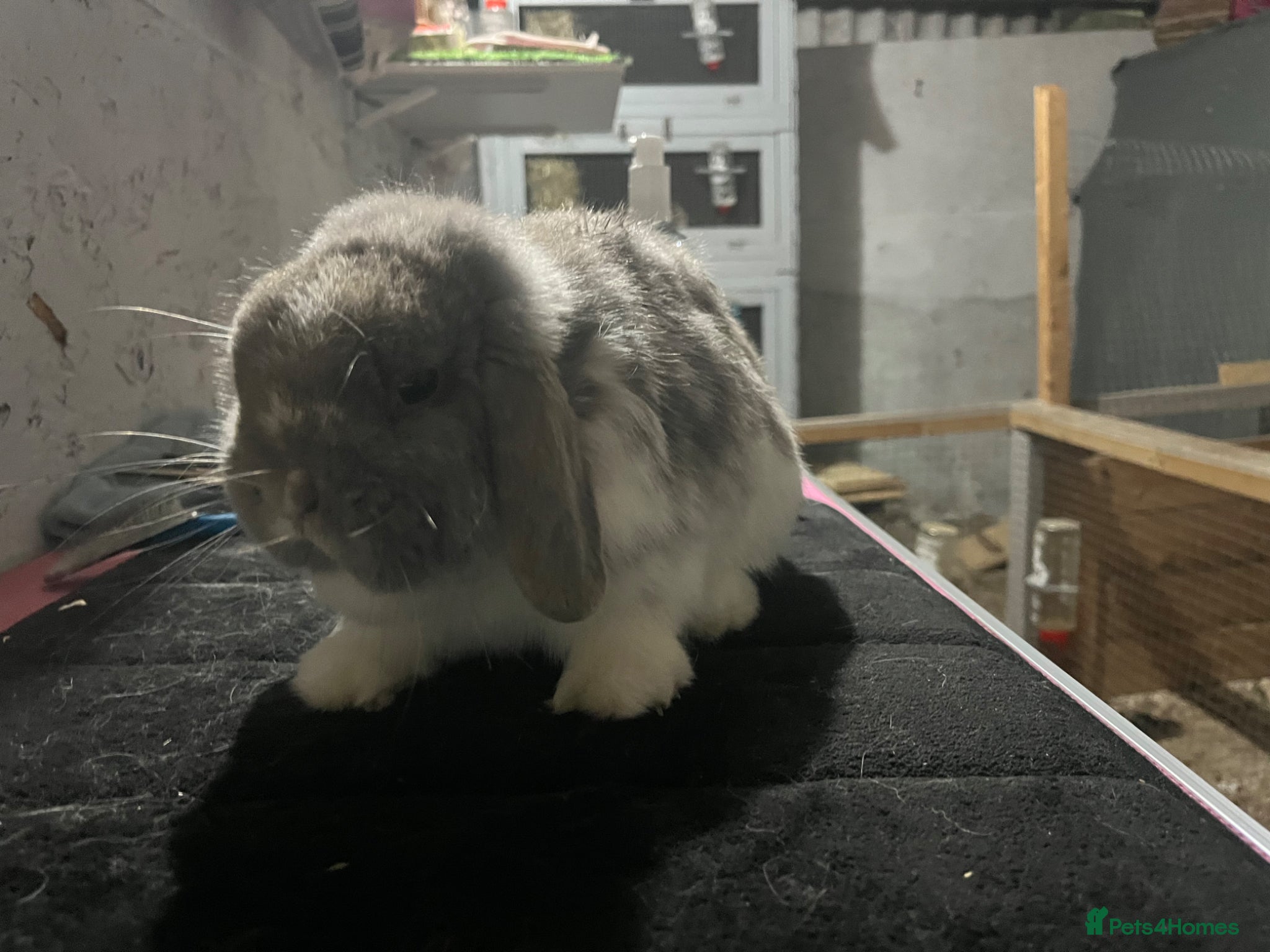 Mini Lop rabbits Pure mini lop  - Advert 1