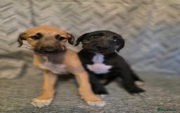 Lurcher dogs for sale: Lurcher puppies  - Image 2