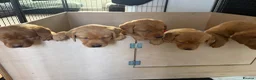 Labrador Retriever dogs for sale: KC registered fox red working line Labradors - Advert 6