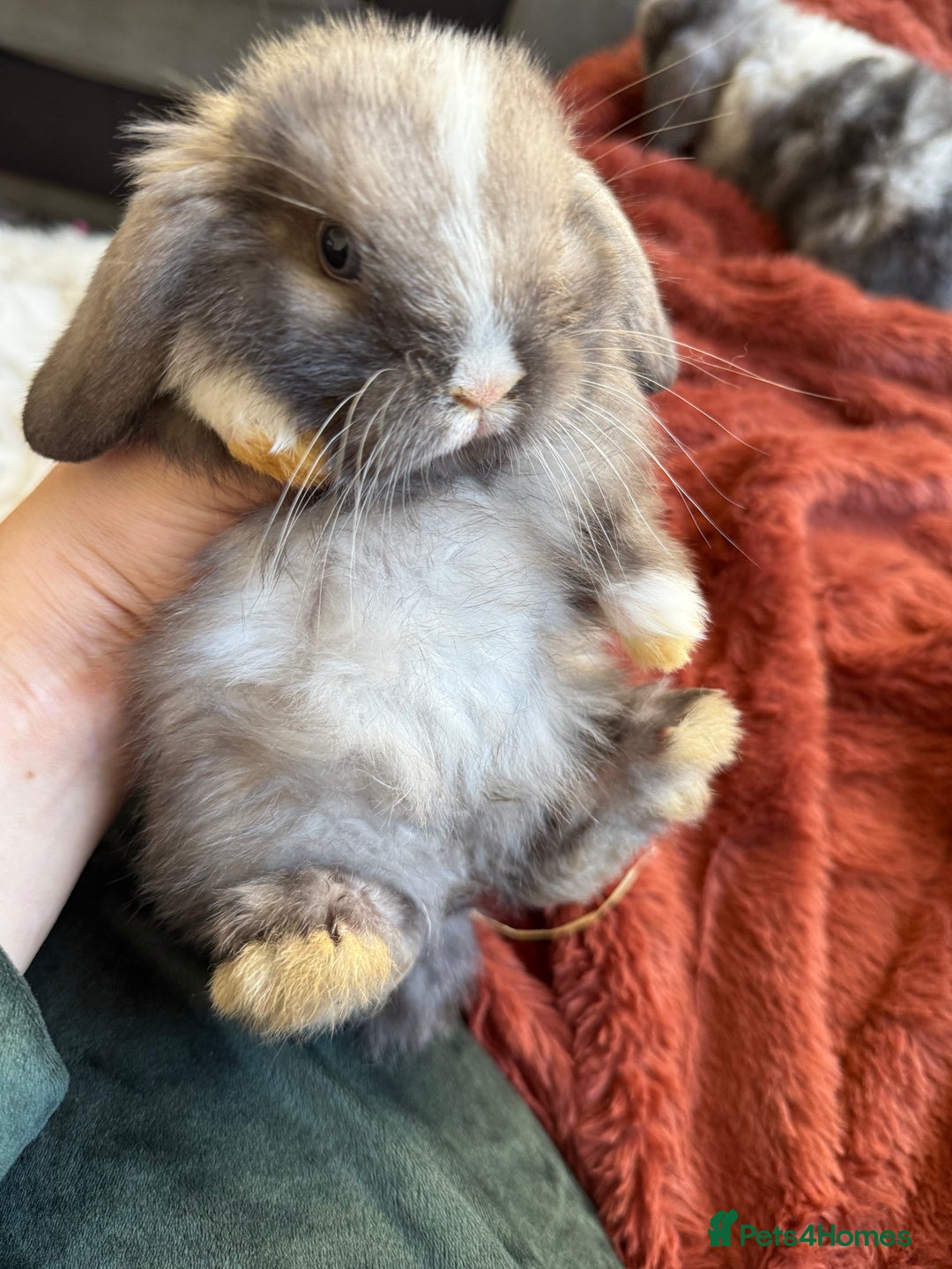 Mini Lop rabbits for sale: Gorgeous Mini Lops  - Advert 34