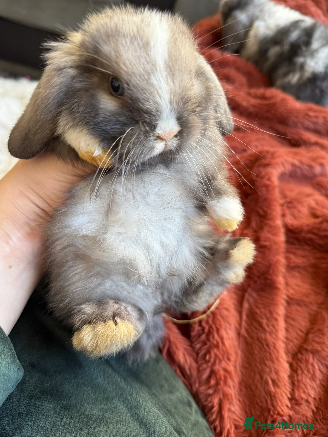 Mini Lop rabbits for sale: Gorgeous Mini Lops  - Advert 30