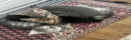 Mixed Breed cats for sale: Adorable bengal mixed kittens - Advert 15