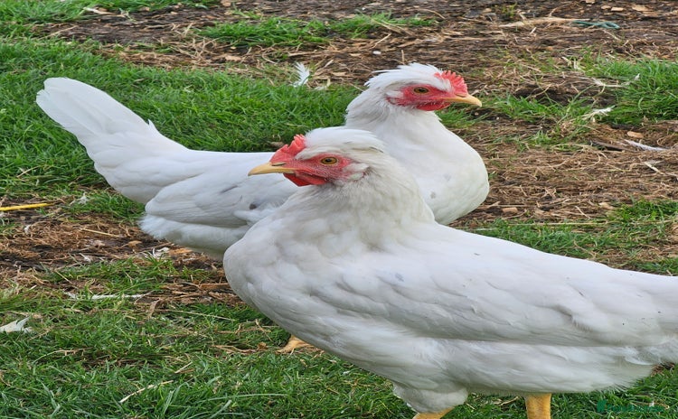 Chickens poultry - Advert 2