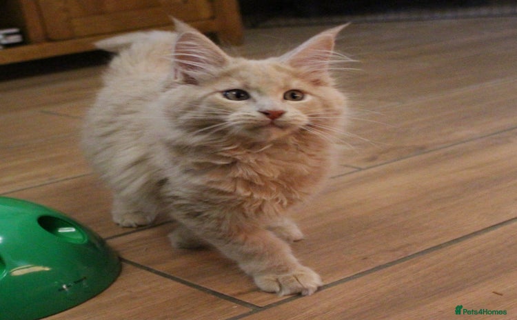 Maine Coon cats - Advert 2