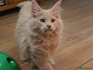 Maine Coon cats - Advert 30