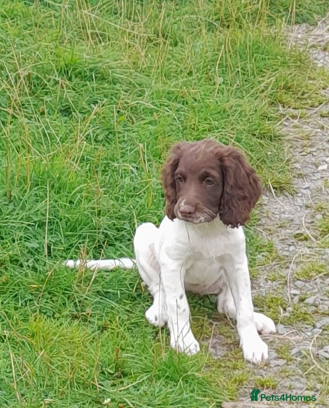 English Springer Spaniel dogs Gorgeous English Springer Spaniels Puppies - Advert 1