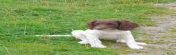 English Springer Spaniel dogs for sale: Gorgeous English Springer Spaniels Puppies - Advert 16
