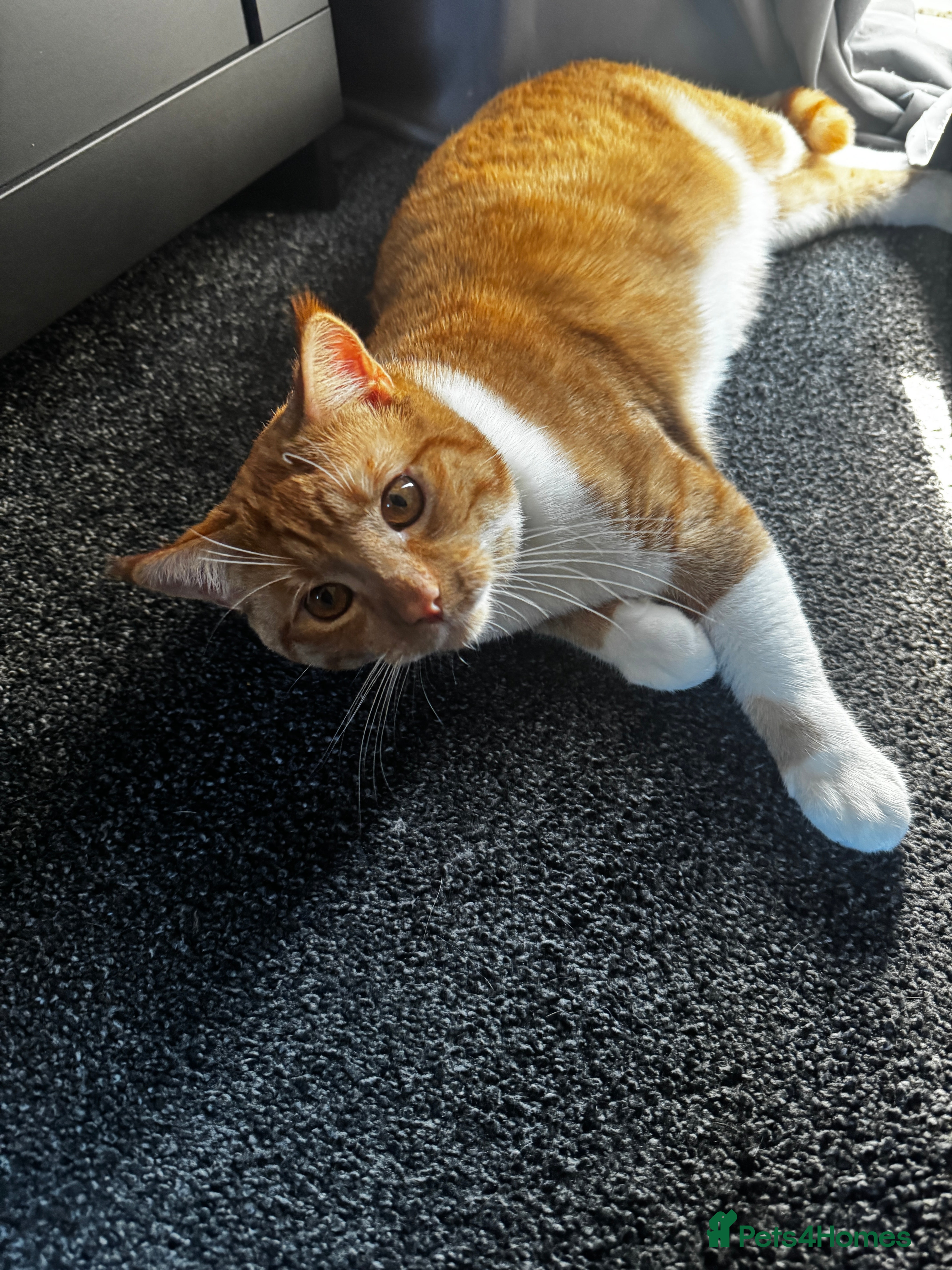 British Shorthair cats Neutered and Vaccinated Ginger Cat for Sale - Advert 8