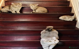 British Shorthair cats for sale: Beautiful British Shorthair Kittens - Ready Now - Advert 18