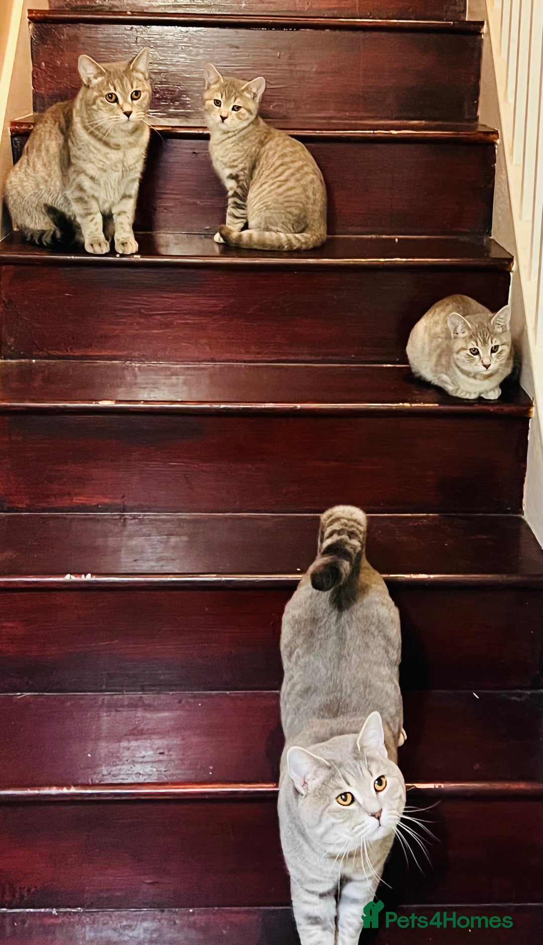 British Shorthair cats for sale: Beautiful British Shorthair Kittens - Ready Now - Advert 18