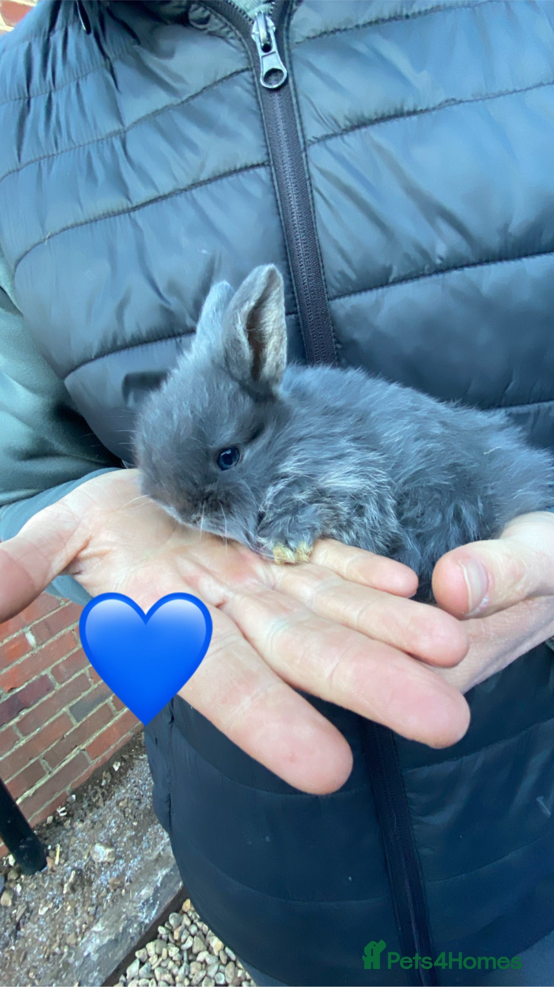 Mini Lop rabbits for sale: 🩵 blue mini lops 🩵 - Advert 3