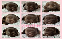 Miniature Schnauzer dogs for sale: MAC/BVA CLEAR - ONE GIRL WITH BLACK/RED COLOURING - Image 5