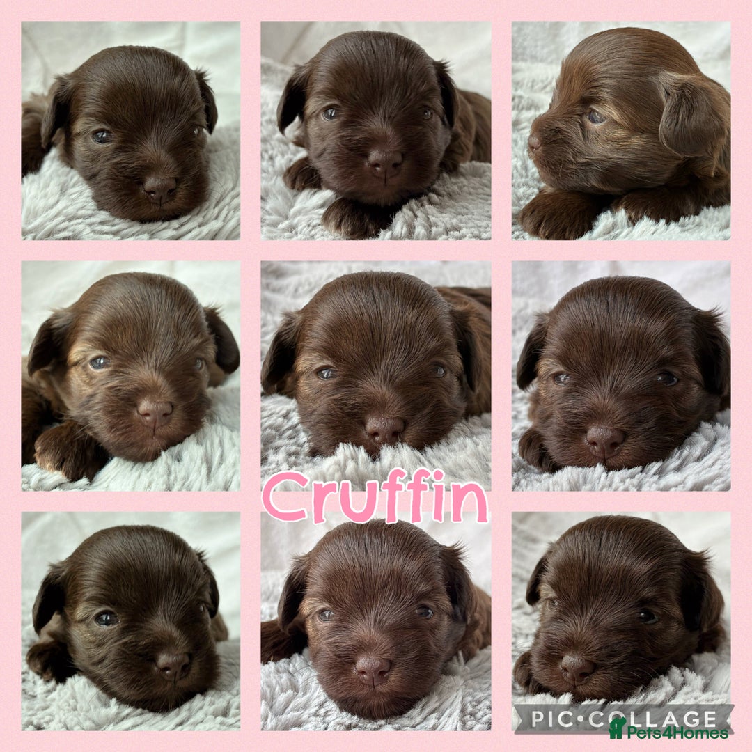 Miniature Schnauzer dogs for sale: MAC/BVA CLEAR - ONE GIRL WITH BLACK/RED COLOURING - Image 5