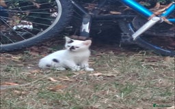 Mixed Breed cats for sale: Adorable Kittens Seeking Loving Homes - Image 7