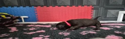Staffordshire Bull Terrier dogs for sale: Staffordshire bull terrier pups in Leeds - Advert 8