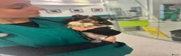 Cocker Spaniel dogs for sale: READY NOW DNA CLEAR LAST MALE CHOCOLATE AND TAN  - Advert 4