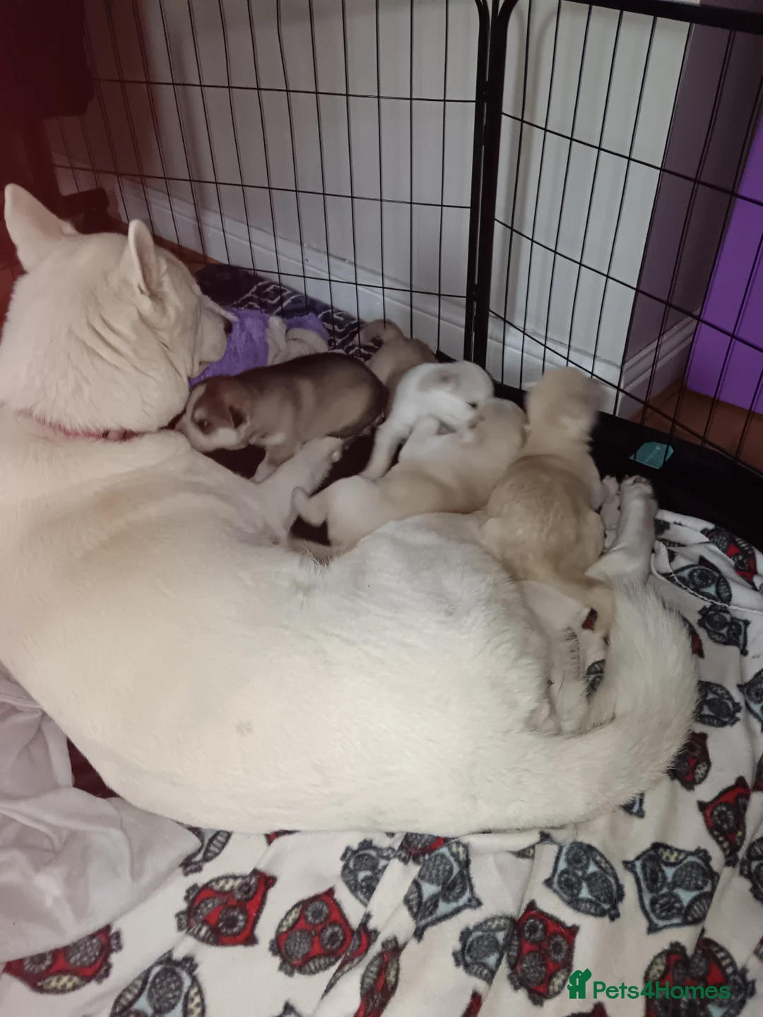 Huskita dogs for sale: 4 beautiful Husky / huskita puppies  - Advert 1