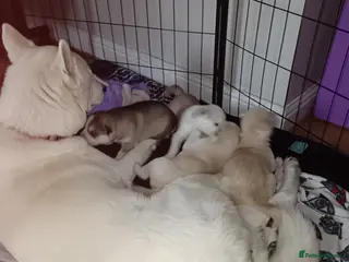 Huskita dogs 4 beautiful Husky / huskita puppies - Advert 3