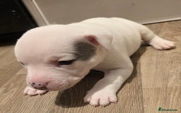 American Bull Staffy dogs for sale: Stunning litter of American bull x staffy puppys  - Advert 16