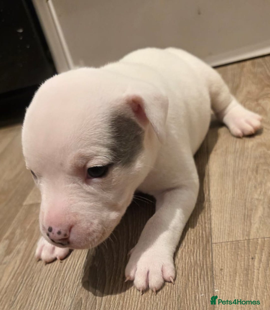 American Bull Staffy dogs for sale: Stunning litter of American bull x staffy puppys  - Advert 16