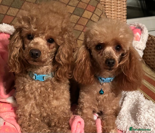 Bichon Frise dogs in Brampton - Advert 1