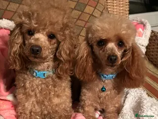 Bichon Frise dogs Red Toy poodle DNA tested & BVA tested at stud in Brampton - Advert 22