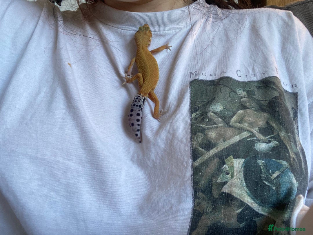 Gecko reptiles for sale: female leopard gecko + 4ft vivarium - Image 3