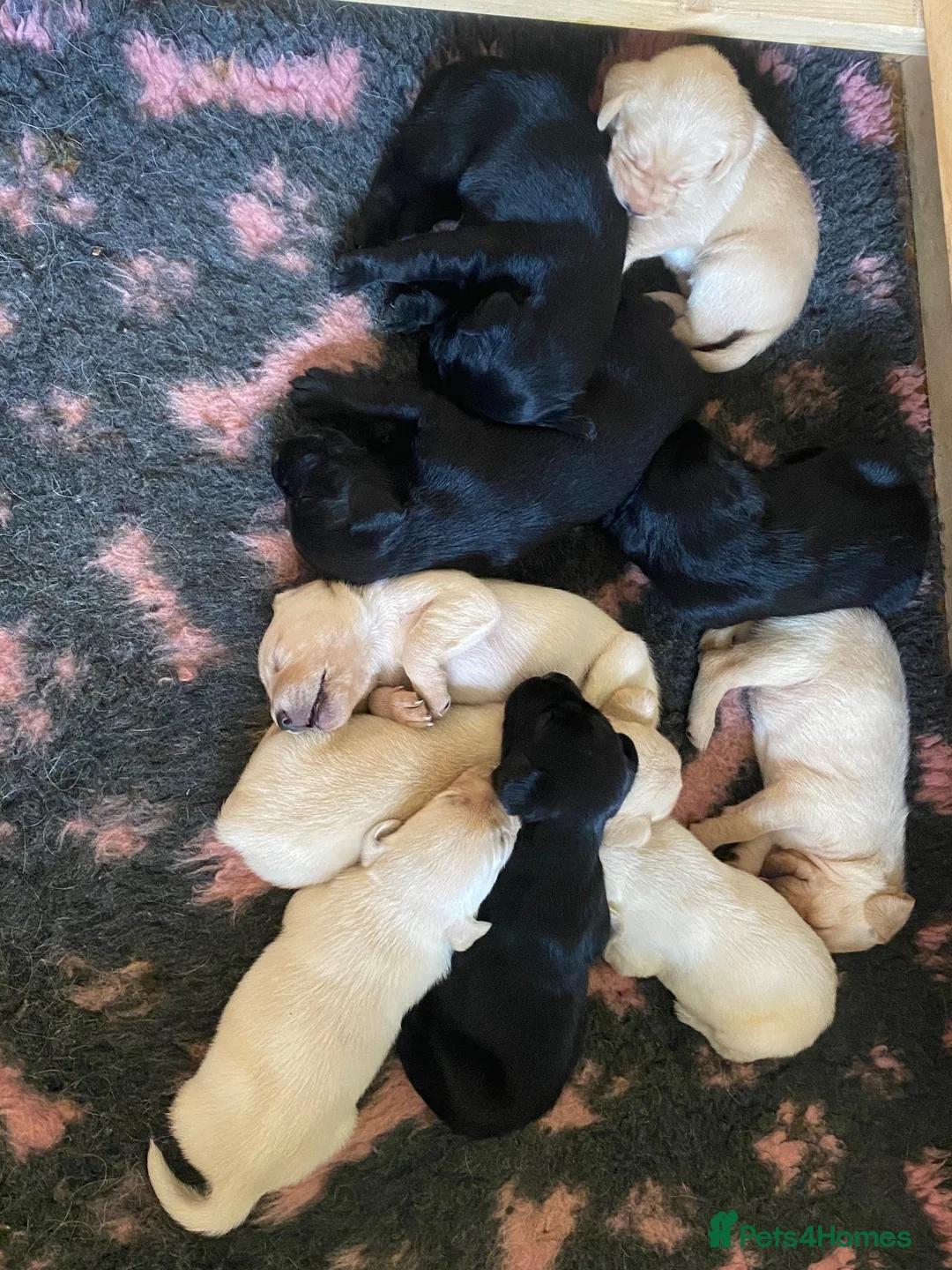 Labrador Retriever dogs for sale: STUNNING LABRADOR PUPPIES  - Advert 10